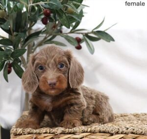 [#2677-03]  - Fawn (Isabella) / Tan F Dachshund Puppies For Sale