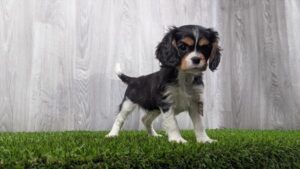 [#25121-03]  - Black Tan / White F Cavalier King Charles Spaniel Puppies For Sale