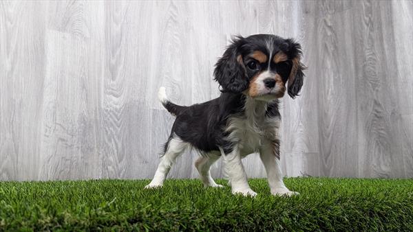[#25121-03]  - Black Tan / White F Cavalier King Charles Spaniel Puppies For Sale