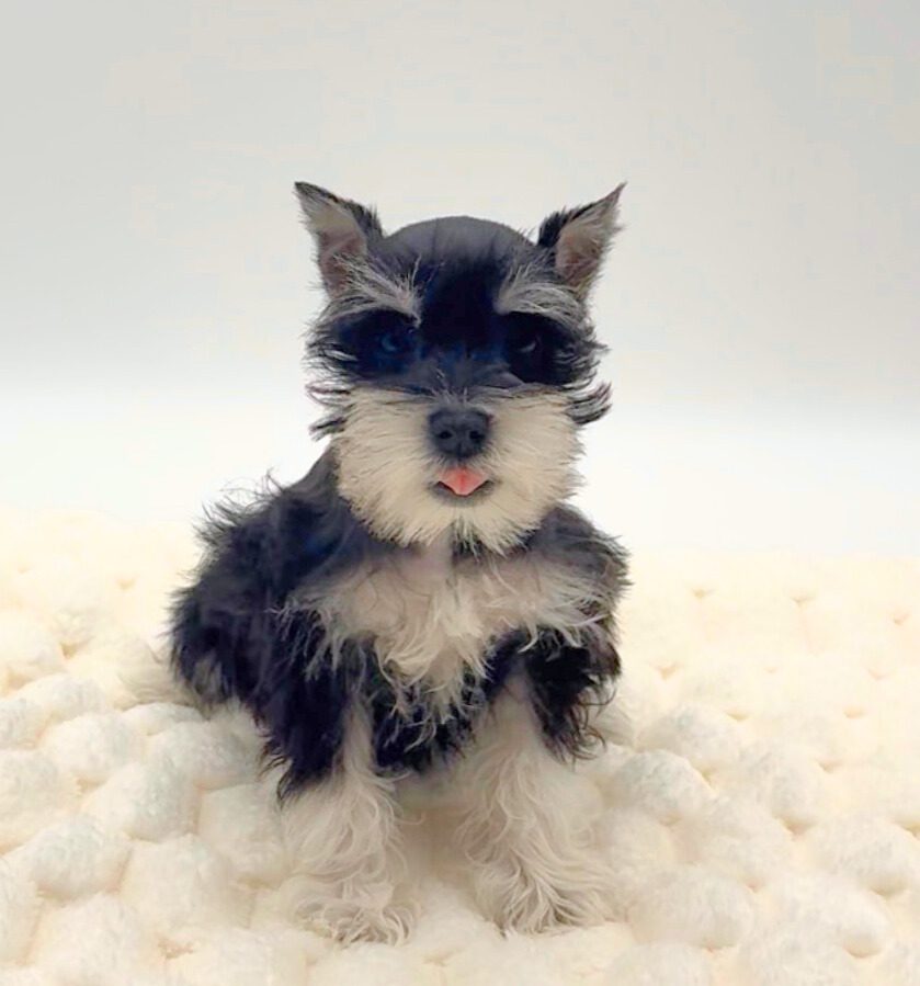 [#2676-02]  - Black / Silver F Miniature Schnauzer Puppies For Sale