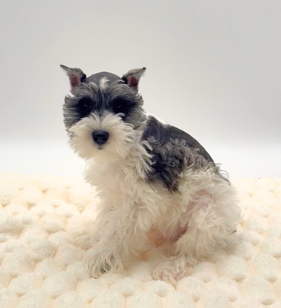 [#2675-01]  - Black / Silver M Miniature Schnauzer Puppies For Sale