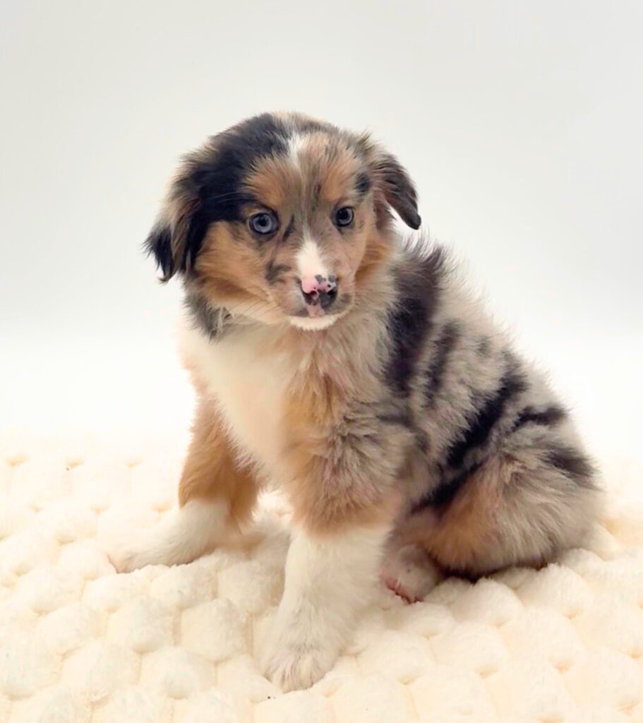[#25129-02]  - Blue Merle M Miniature Australian Shepherd Puppies For Sale