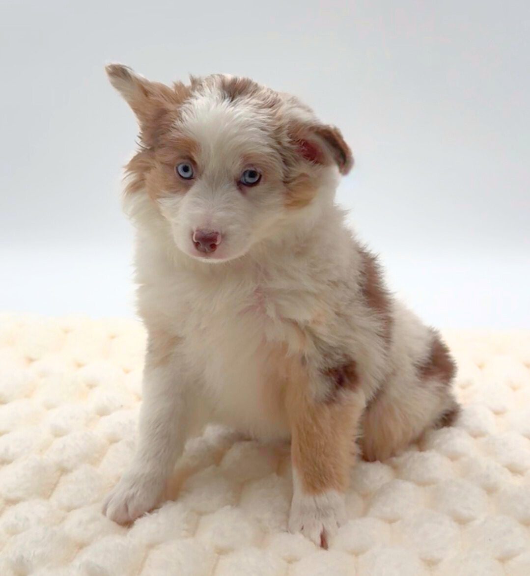 [#25886-02]  - Red Merle F Miniature Australian Shepherd Puppies For Sale
