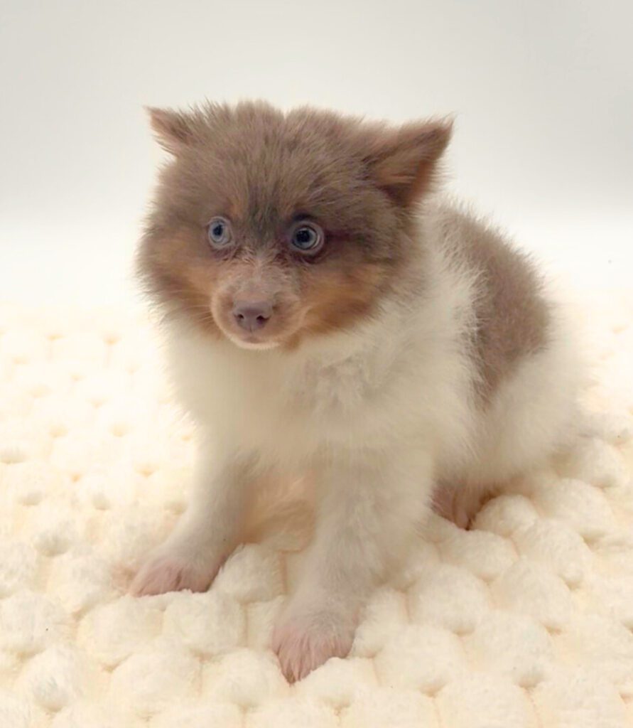 [#2639-01]  - Lavender M Pomeranian Puppies For Sale