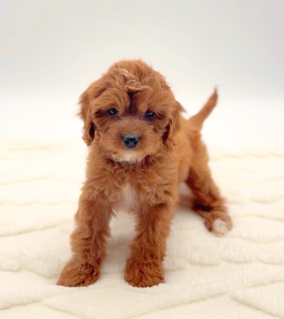 [#25174-07]  - Red F Cavapoo Puppies For Sale