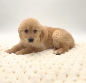 [#25125-07]  - Cream F Golden Retriever Puppies For Sale