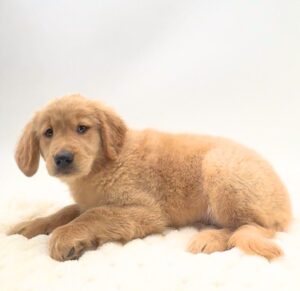 [#25101-05]  - Golden F Golden Retriever Puppies For Sale