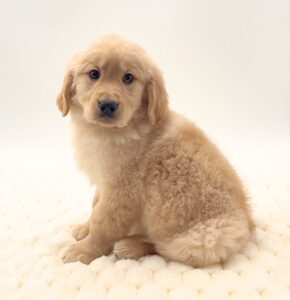 [#25125-02]  - Golden M Golden Retriever Puppies For Sale