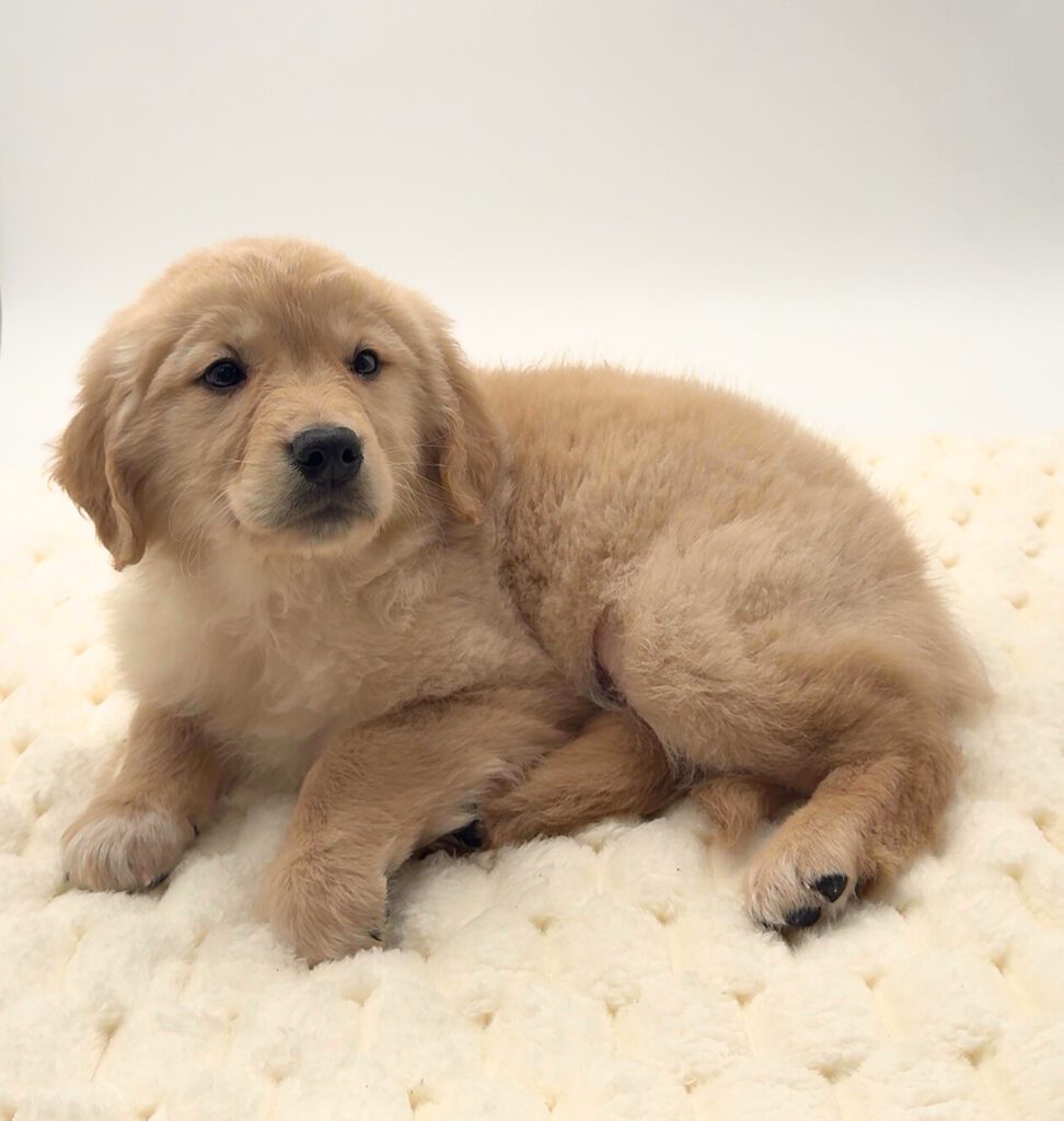 [#25125-04]  - Cream M Golden Retriever Puppies For Sale