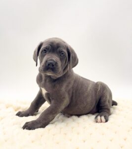 [#25132-04]  - Blue F Cane Corso Puppies For Sale