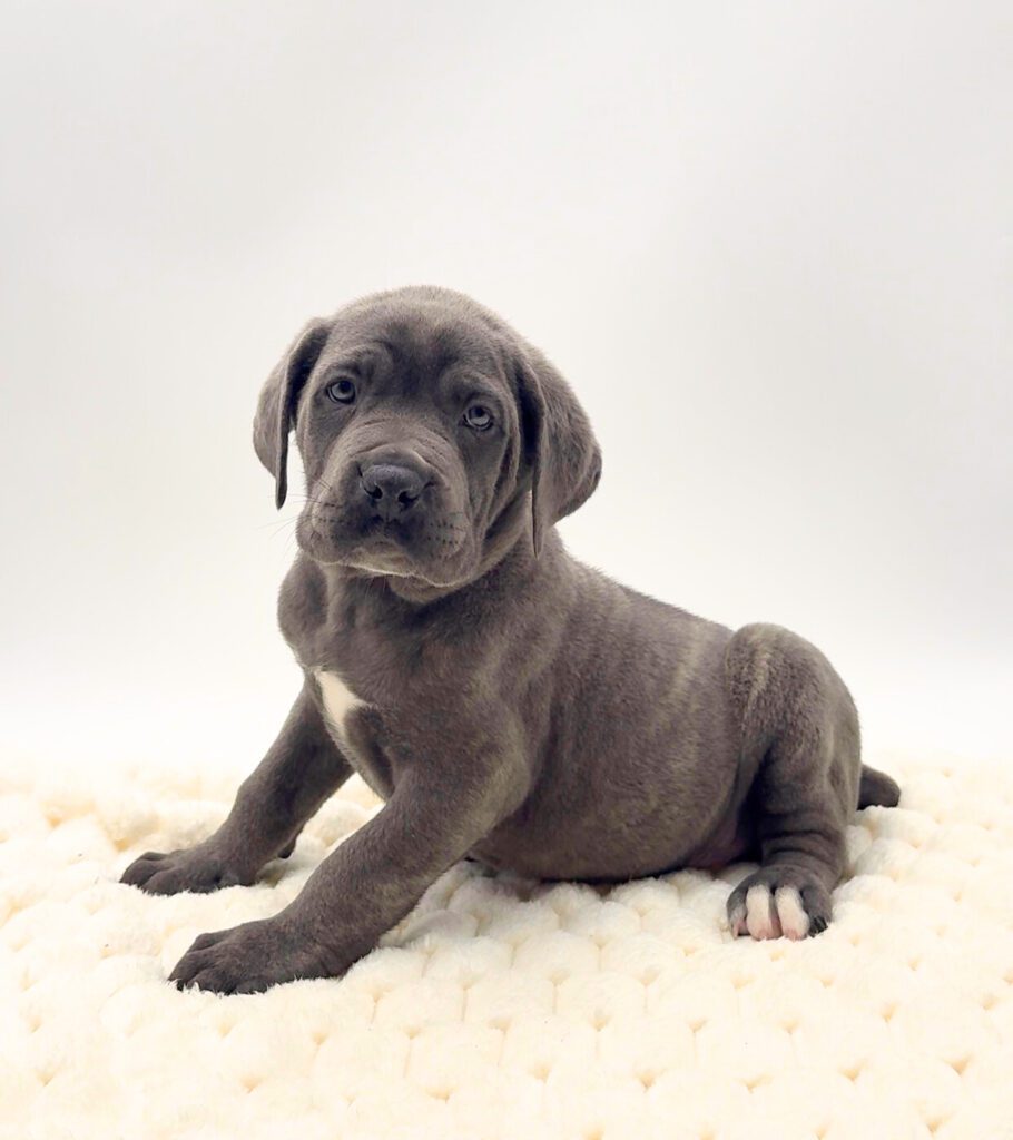 [#25132-04]  - Blue F Cane Corso Puppies For Sale