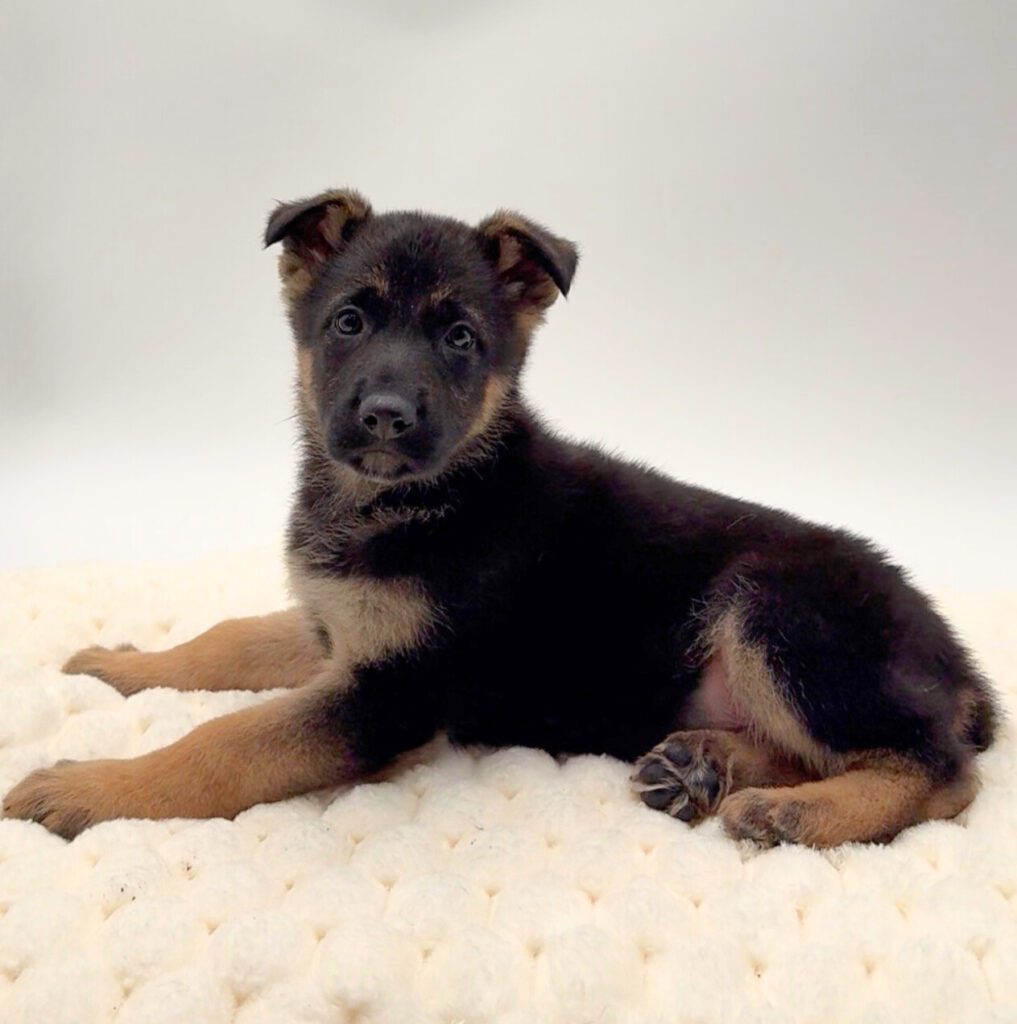 [#2658-01]  - Black / Tan M German Shepherd Dog Puppies For Sale
