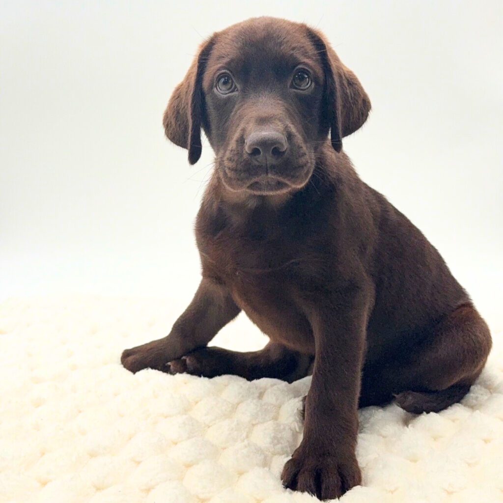 [#M16987]  - Chocolate M Labrador Retriever Puppies For Sale