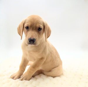 [#M17765]  - Yellow M Labrador Retriever Puppies For Sale