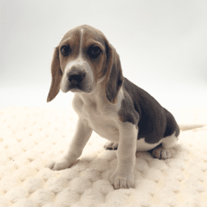 [#N02391]  - Black Tan and White M Unregistered Beagle Puppies For Sale