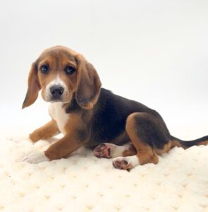 [#N01126]  - Black Tan and White F Unregistered Beagle Puppies For Sale