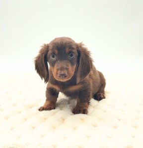 [#26105-03]  - Chocolate / Tan M Dachshund Puppies For Sale