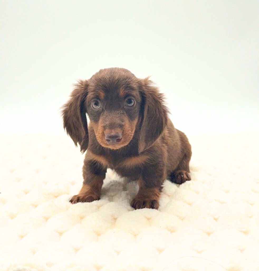 [#26105-03]  - Chocolate / Tan M Dachshund Puppies For Sale