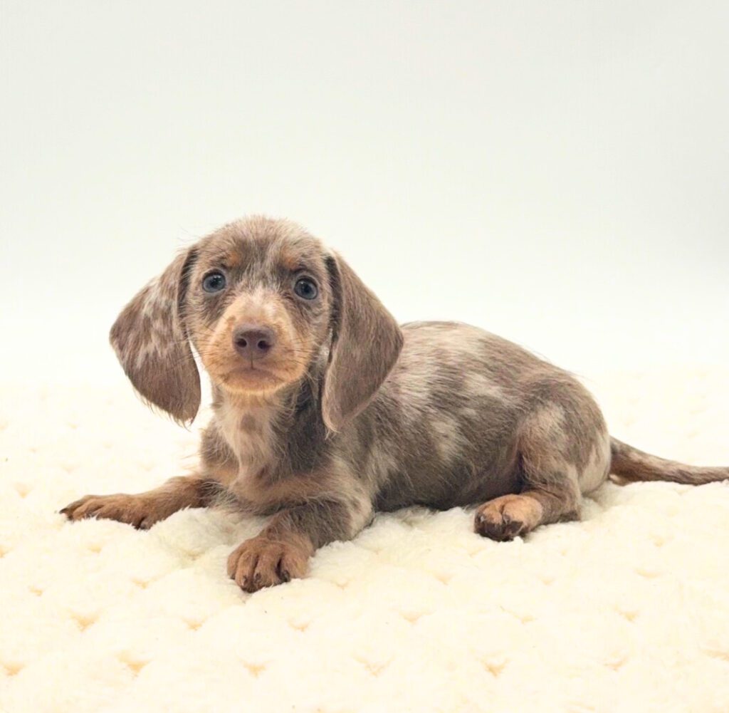 [#26105-01]  - Fawn (Isabella) / Tan M Dachshund Puppies For Sale