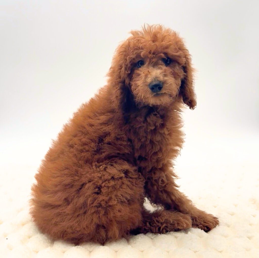 [#2667-01]  - Red M Poodle Moyen Puppies For Sale