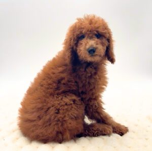 [#2667-01]  - Red M Poodle Moyen Puppies For Sale