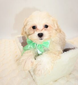 [#2656-01]  - Apricot M Maltipoo Puppies For Sale