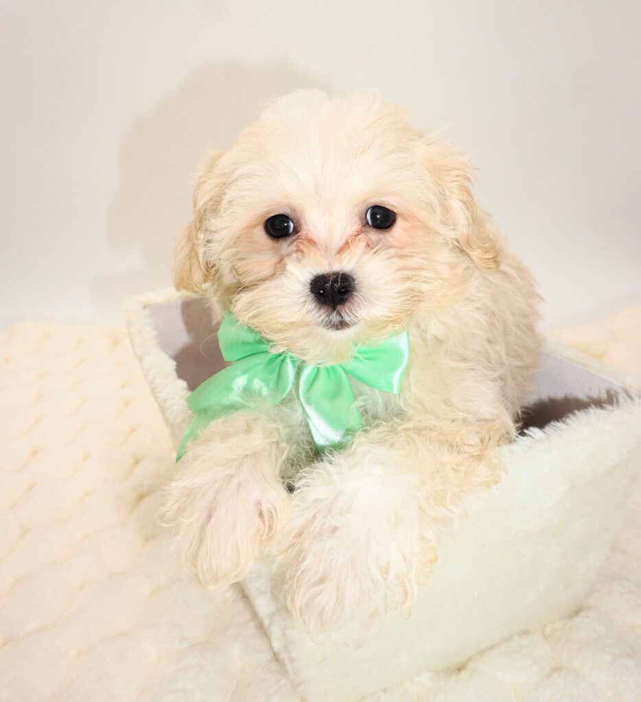 [#2656-01]  - Apricot M Maltipoo Puppies For Sale