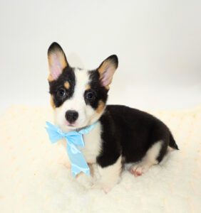 [#M17508]  - Black and Tan M Pembroke Welsh Corgi Puppies For Sale