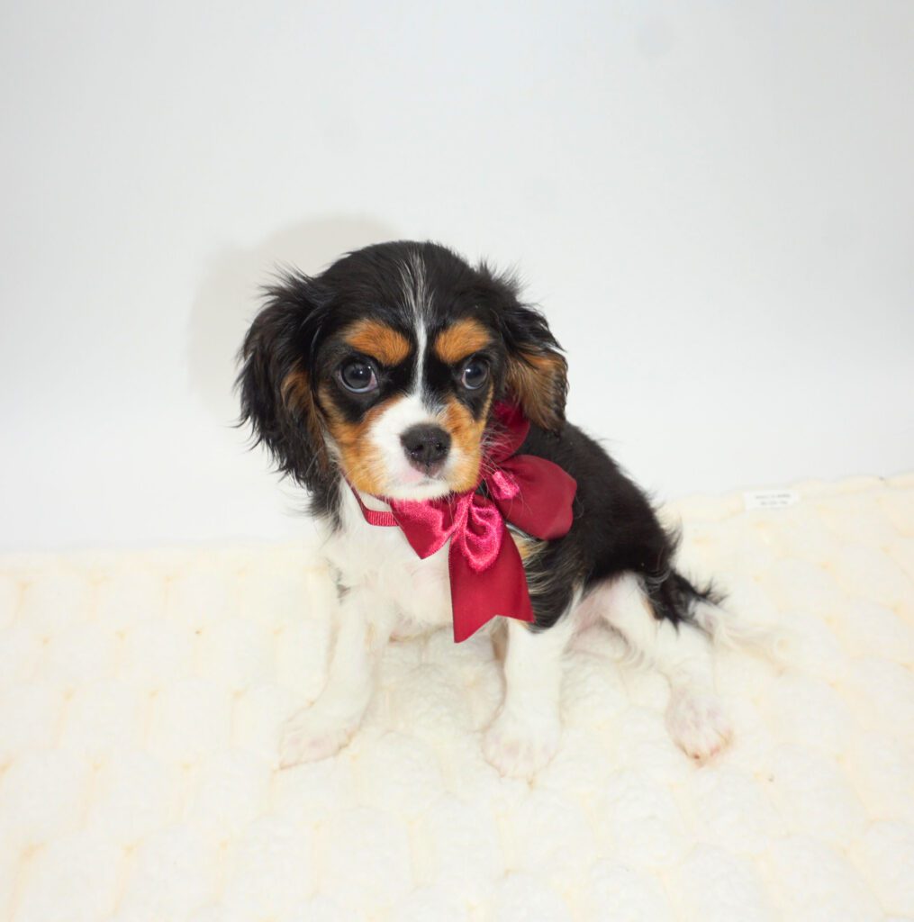 [#25121-03]  - Black Tan / White F Cavalier King Charles Spaniel Puppies For Sale