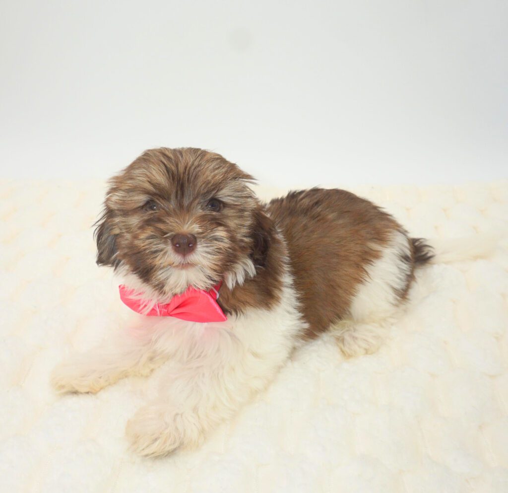 [#2662-01]  - Sable / White M Teddy Bear Puppies For Sale