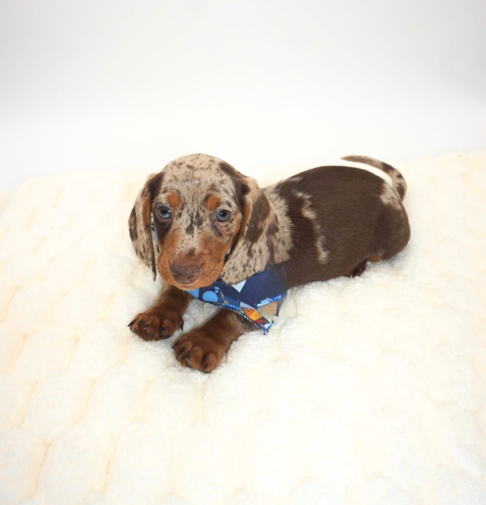 [#2677-01]  - Chocolate / Tan M Dachshund Puppies For Sale