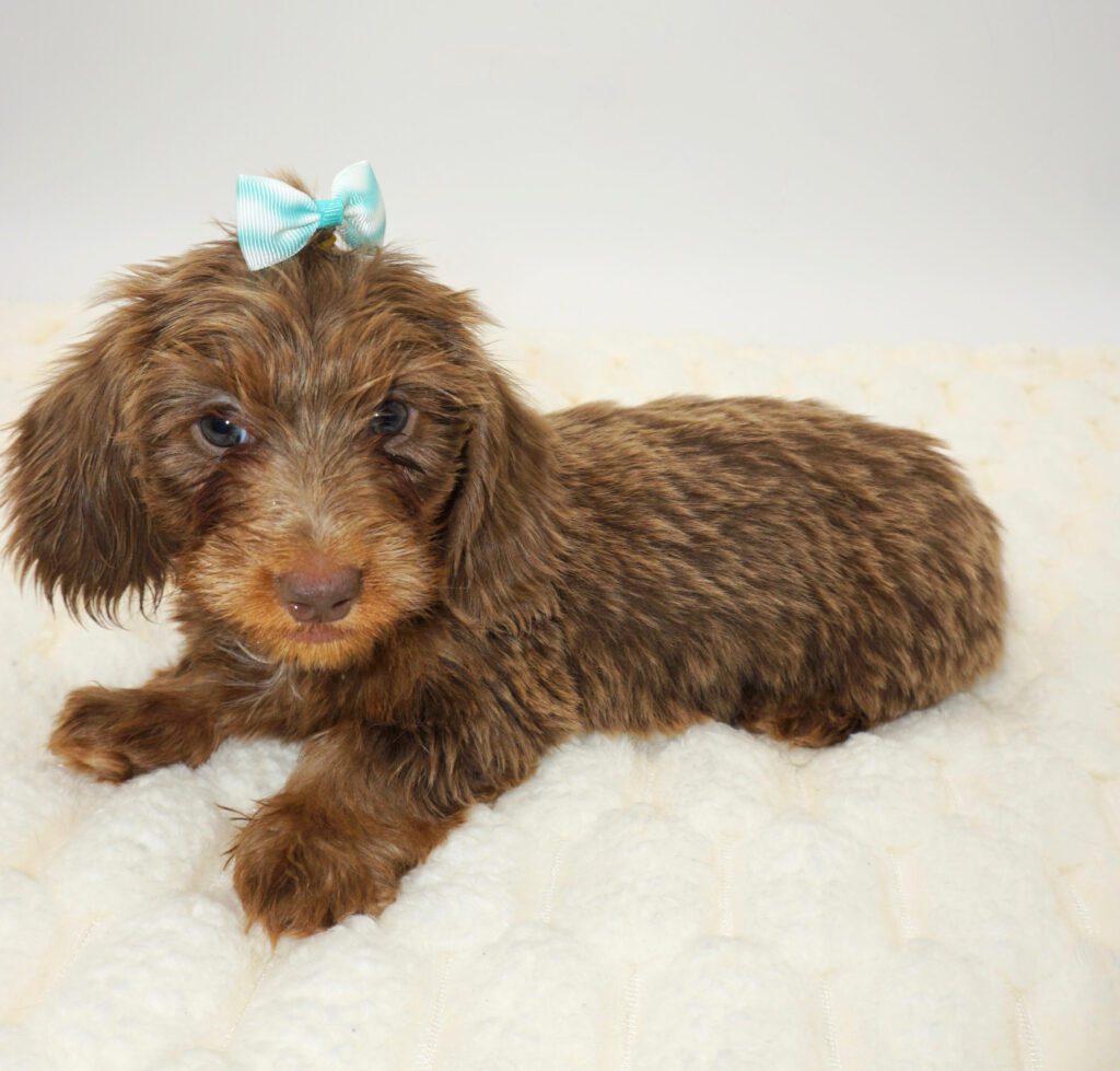 [#2677-03]  - Fawn (Isabella) / Tan F Dachshund Puppies For Sale