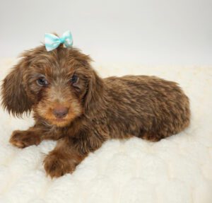 [#2677-03]  - Fawn (Isabella) / Tan F Dachshund Puppies For Sale
