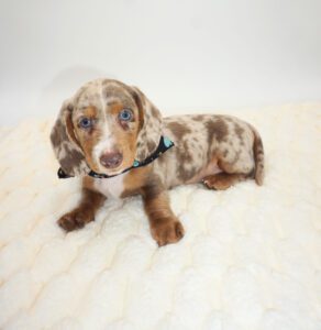 [#2677-02]  - Fawn (Isabella) / Tan M Dachshund Puppies For Sale