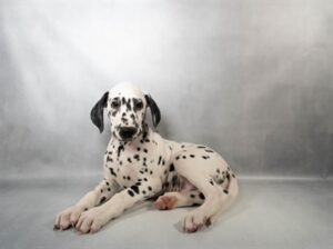 [#M16379]  - White and Black M Dalmatian Puppies For Sale