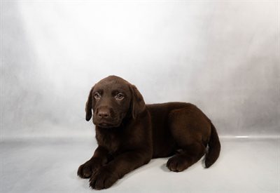 [#M16987]  - Chocolate M Labrador Retriever Puppies For Sale