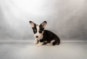 [#M17508]  - Black and Tan M Pembroke Welsh Corgi Puppies For Sale