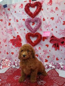 [#2667-01]  - Red M Poodle Moyen Puppies For Sale