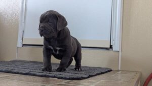 [#2655-01] Secret - Blue M Cane Corso Puppies For Sale
