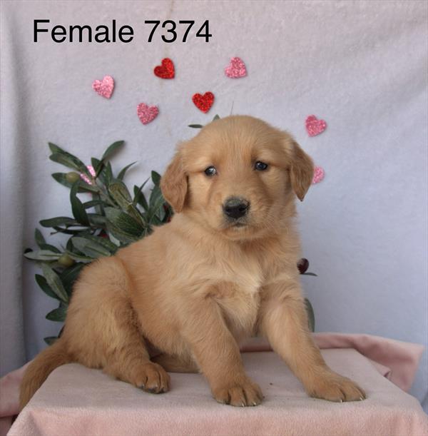[#2699-04]  - Golden F Golden Retriever Puppies For Sale