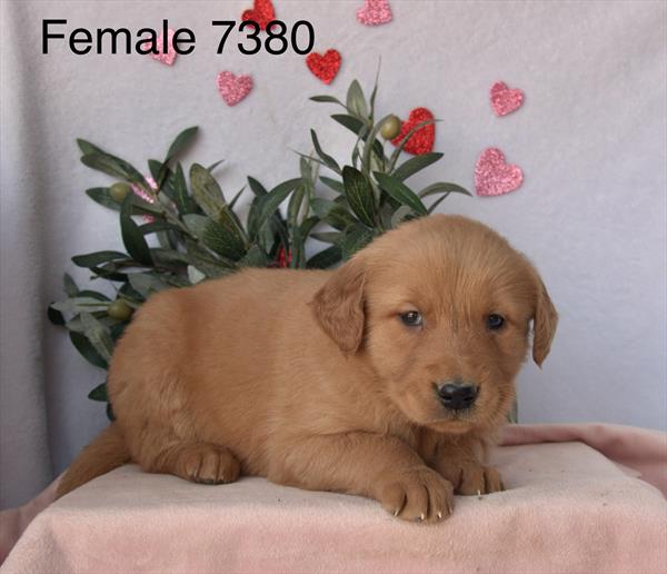 [#2699-05]  - Golden F Golden Retriever Puppies For Sale