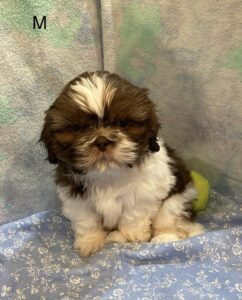 [#2653-01]  - Chocolate / White M Shih Tzu Puppies For Sale
