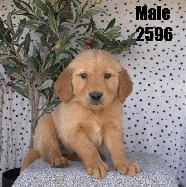 [#26116-01]  - Golden M Golden Retriever Puppies For Sale