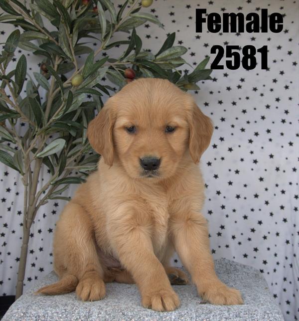 [#26116-07]  - Golden F Golden Retriever Puppies For Sale