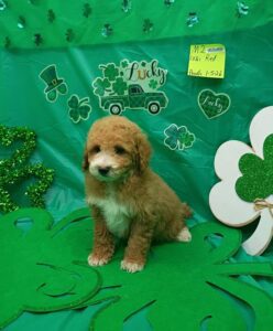 [#26104-02]  - Red M Poodle Mini Puppies For Sale
