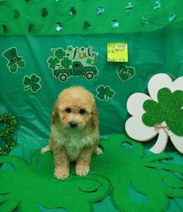 [#26104-05]  - Red F Poodle Mini Puppies For Sale