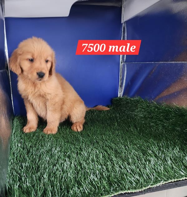 [#26122-02]  - Golden M Golden Retriever Puppies For Sale