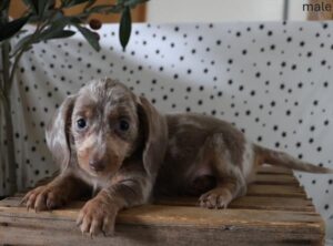[#26105-01]  - Fawn (Isabella) / Tan M Dachshund Puppies For Sale