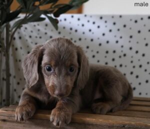 [#26105-02]  - Fawn (Isabella) / Tan M Dachshund Puppies For Sale