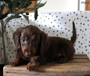 [#26105-03]  - Chocolate / Tan M Dachshund Puppies For Sale